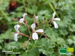 Pelargonium is a genus of flowering plants which includes about 280 species of perennials, succulents, and shrubs, commonly known as geraniums, pelargoniums, or storksbills. Muskat Duftpelargonie Pelargonium Fragrans Bioland Bioland Gartnerei Monika Bender Online Shop