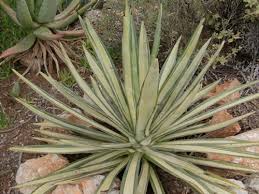 Image result for Agave sisalana