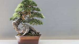 Mengenal Bonsai Beringin Jenis Cara Menanam Dan Merawatnya Rumah Com
