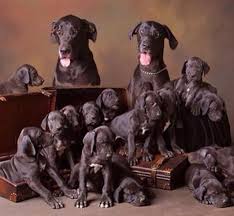 Great dane puppy rescue uk. Great Dane Family From The Uk Dane Puppies Great Dane Dogs Great Dane