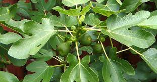 Later, your main harvest ripens in early fall and is considerably larger, offering the sweetest, richest. Fig Tree Espaliers Planting Maintenance Pruning And Pictures