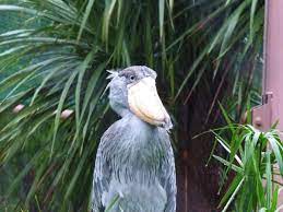台風でも雪でも動じないハシビロコウｗｗｗｗｗｗｗｗｗｗｗ ハムスター速報 shoebill shoebill stork animals