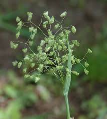 Image result for Briza minor