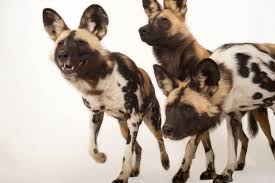 Many are distinct breeds with unique features and abilities. African Wild Dog Facts And Photos