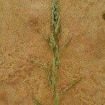 Image result for Eragrostis japonica