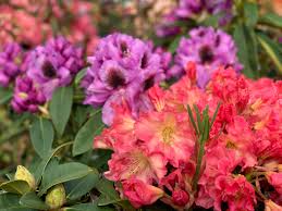 Image result for Rhododendron