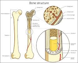 Long bones are hard, dense bones that provide strength, structure, and mobility. Anatomy And Physiology 5 The Musculoskeletal System British Journal Of Healthcare Assistants