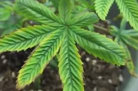 Signs of overwatering and other houseplant care tips. Signs That You Are Overwatering Your Cannabis Pagalworld
