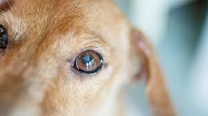 Deuteranopia — affects your green cones protanopia — affects your red cones Signs Your Dog May Be Going Blind Healthy Paws Pet Insurance