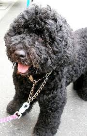Portuguese Water Dogs Whats Good About Em Whats Bad