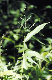 Image result for Panicum hymeniochilum