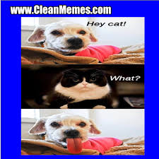 Submitted 1 hour ago by 1000_cats_. Meme Creation Funny Cat And Dog Memes Clean