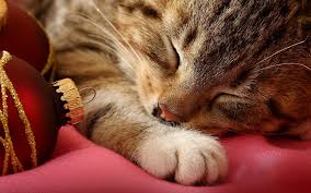 Maybe you would like to learn more about one of these? Christmas Cat Wallpapers Top Free Christmas Cat Backgrounds Wallpaperaccess