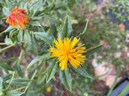 Here are some of the most coveted yellow flowers! What Is This Short Plant With Spiky Leaves And Yellow Flowers That Turn Orange Red Gardening Landscaping Stack Exchange