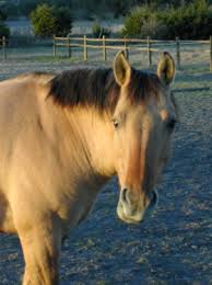 On a black horse, the cream gene does not markedly change the color, though we feel that some smoky … Horse Colors Explained Five Star Ranch