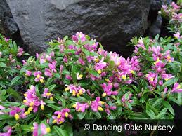 Image result for Polygala gazensis
