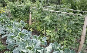 Himbeerenpflege Die 3 Haufigsten Fehler Garten Pflanzen Himbeeren Pflege Garten Anpflanzen