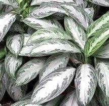 Rosa Bender (rosabender59)