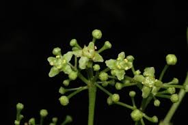 Image result for Elaeodendron