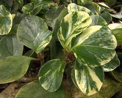 Maybe you would like to learn more about one of these? The Peperomia Page