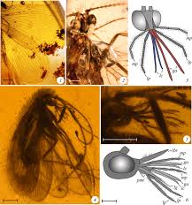 Kredit umožní i stahování neomezenou rychlostí. The Fossil Record Of Long Proboscid Nectarivorous Insects Springerlink