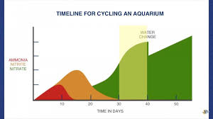 nitrogen cycle stalled on nitrites reef2reef saltwater