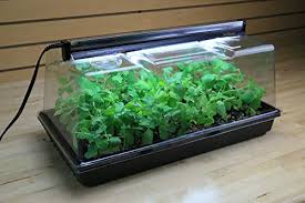Also, remember to remove the humidity dome after all of the seeds have germinated and started to grow. Best Grow Lights For Seedlings Reviews Complete Buyer S Guide