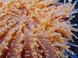 For a sea star, this animal is a voracious predator. Sunflower Sea Star Pycnopodia Helianthoides Jungledragon