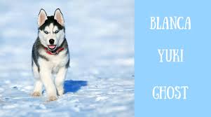 Gone to the snow dogs is an american youtube channel that was created on november 29, 2009, for jessica and her husband jamie to upload videos of their huskies. 200 Christmas And Winter Names For Dogs Pethelpful By Fellow Animal Lovers And Experts