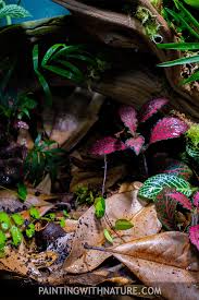 Epic Tropical Rain Forest Terrarium Build Tropical Rainforest Terrarium Plants Tropical Plants