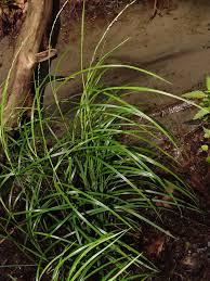 Image result for Rytidosperma davyi