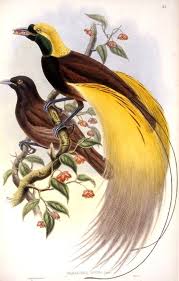 The Lost Phoenix Of Little Tobago Greater Bird Of Paradise Birds Of Paradise Bird Art