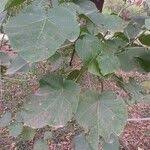 Image result for Abutilon longicuspe