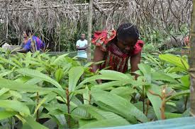 Image result for Afrostyrax kamerunensis