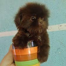 We did not find results for: Pet Shop In Dubai Home Facebook