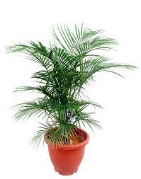Java Palm
