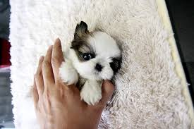 With their big dark eyes, long flowing coat, and playful and affectionate demeanor, shih tzus problems with teacup puppies. Adorable Teacup Shih Tzu Puppy A Photo On Flickriver