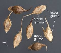 Image result for Echinochloa crus-pavonis