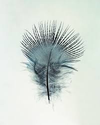 Feathers Camera Less Photography By Taylor Curry Feather Photography Artwork