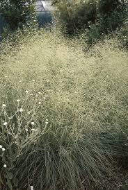 Image result for Eragrostis