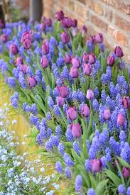 Purple Tulips Among Blue Hyacinths What Are The Pale Blue Flowers In Left Corner Tulips Arrangement Flowers Plants