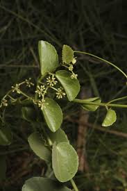 Image result for Cissus rotundifolia