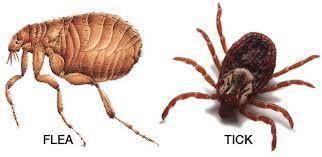 In this article, we're going to define what are fleas and ticks and what differentiate them, how dangerous they can be both for dogs and humans, but also what are the best tick and flea treatments for dogs. Flea And Tick Season Prevention Made Very Simple Animal Hospital Of North Asheville