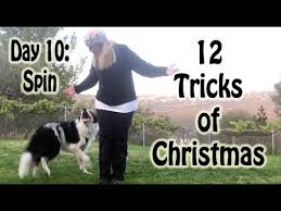 12 Tricks Of Christmas Day 10 Spin Youtube Dog Training Dogs Canine