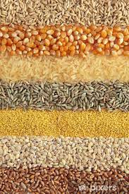 Check spelling or type a new query. Cereals Wheat Barley Millet Rye Rice Maize And Oats Wall Mural Pixers We Live To Change