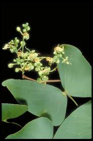 Image result for Colophospermum