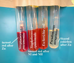 Microbiology Lab Molb 2210