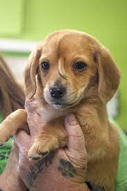 Fox News Narwhal The Unicorn Puppy To Remain In Missouri With Rescue Group Founder Rescue Puppies Every Dog Breed Puppies