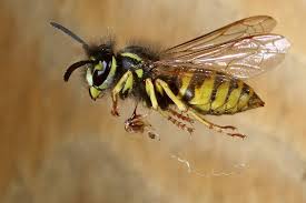 Black And White Wasp With Long Stinger Rolf Nagel Fl 1723 Vespula Vulgaris Pictures Of Insects Cool Photos Insects