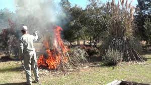 Safely Burn Or Trim Pampas Grass How To Clean Up Pampas Grass Part I Pampas Grass Pampas Grass